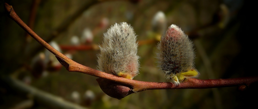 The Living Forest (224) : Willow Catkins