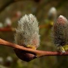 The Living Forest (224) : Willow Catkins