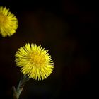 The Living Forest (226) : Coltsfoot