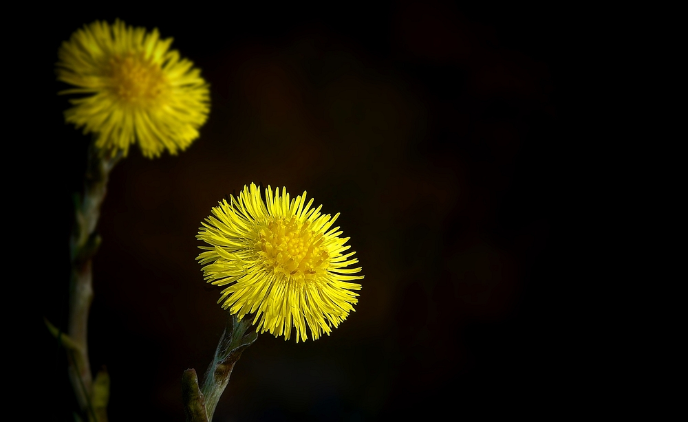 The Living Forest (226) : Coltsfoot