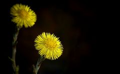 The Living Forest (226) : Coltsfoot