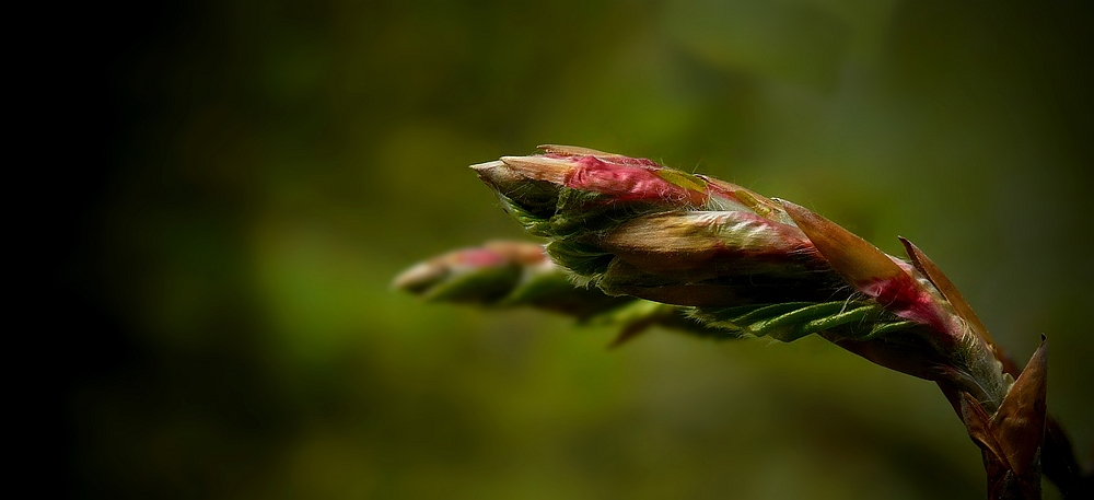 The Living Forest (227) : Birth of a leaf