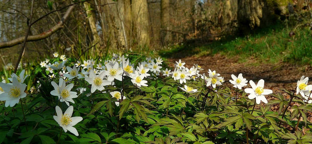 The Living Forest (228) : Wood Anemones