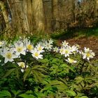 The Living Forest (228) : Wood Anemones