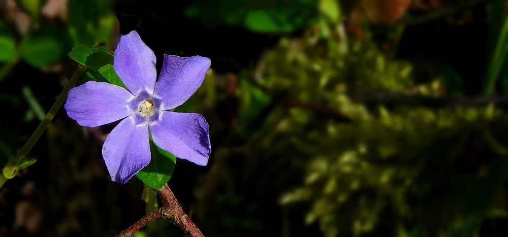 The Living Forest (229) : Lesser Periwinkle