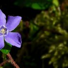 The Living Forest (229) : Lesser Periwinkle