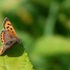 The Living Forest (23) : Small copper