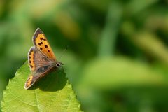 The Living Forest (23) : Small copper