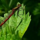 The Living Forest (230) : Large Red Damselfly