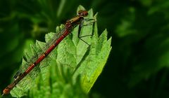 The Living Forest (230) : Large Red Damselfly