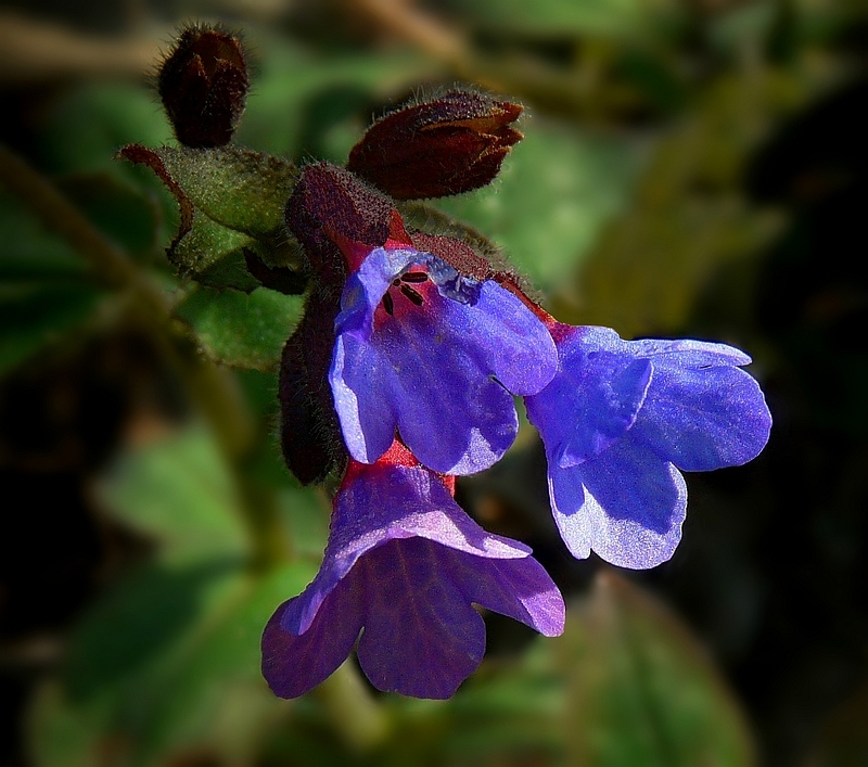 The Living Forest (231) : Lungwort