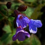The Living Forest (231) : Lungwort