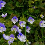 The Living Forest (232) : Persian Speedwell