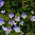 The Living Forest (232) : Persian Speedwell