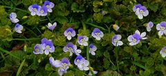 The Living Forest (232) : Persian Speedwell