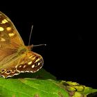 The Living Forest (233) : Speckled Wood