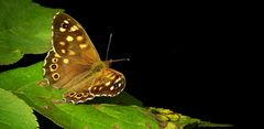 The Living Forest (233) : Speckled Wood