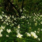 The Living Forest (234) : Greater Stitchwort