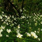 The Living Forest (234) : Greater Stitchwort