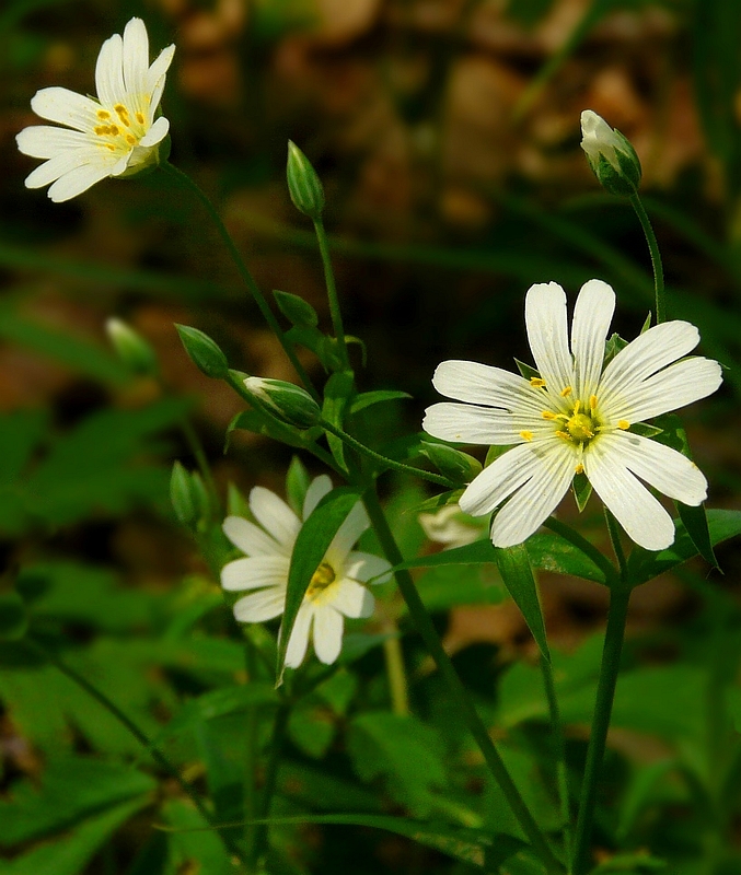 The Living Forest (235) : Greater Stitchwort