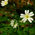 The Living Forest (235) : Greater Stitchwort