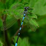 The Living Forest (236) : Variable Damselfly
