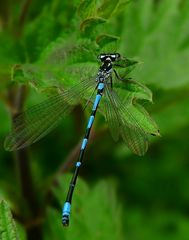 The Living Forest (236) : Variable Damselfly