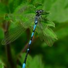 The Living Forest (236) : Variable Damselfly