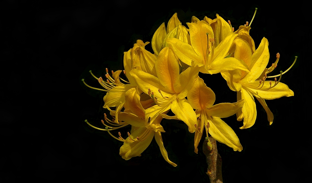 The Living Forest (238) : Honeysuckle Azalea (2)