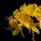 The Living Forest (238) : Honeysuckle Azalea (2)