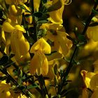 The Living Forest (239) : Common Broom