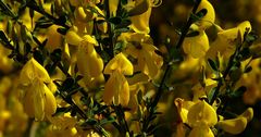 The Living Forest (239) : Common Broom