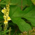 The Living Forest (24) : Common toadflax