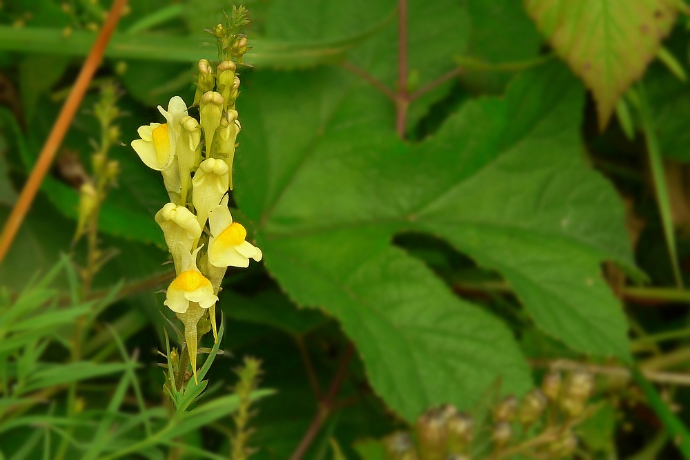 The Living Forest (24) : Common toadflax