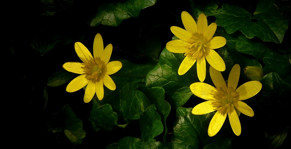 The Living Forest (240) : Lesser Celandine