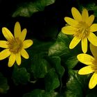 The Living Forest (240) : Lesser Celandine