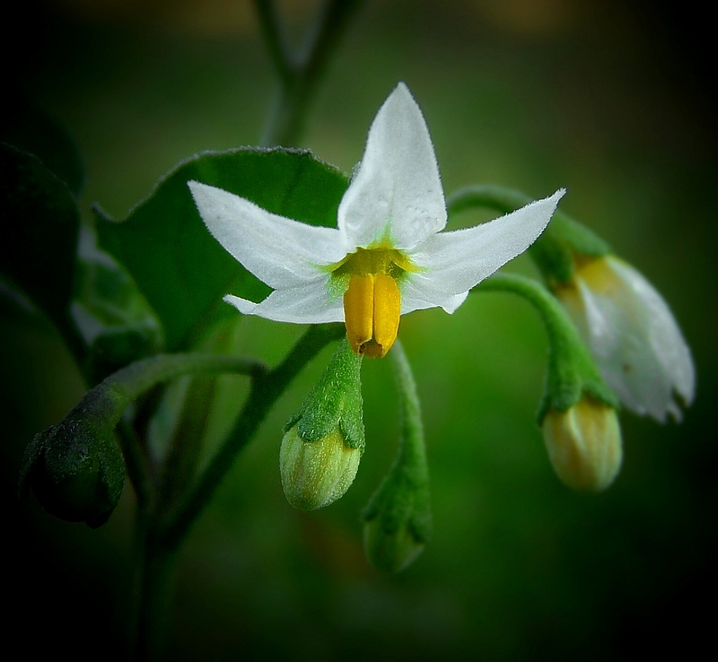 The Living Forest (242) : Black Nightshade