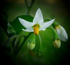 The Living Forest (242) : Black Nightshade