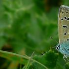 The Living Forest (243) : Common blue
