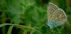 The Living Forest (243) : Common blue