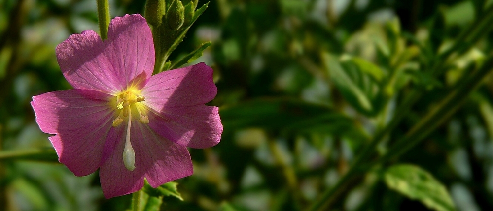 The Living Forest (244) : Great Hairy Willowherb