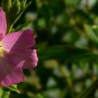 The Living Forest (244) : Great Hairy Willowherb