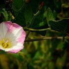 The Living Forest (245) : Field Bindweed