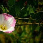 The Living Forest (245) : Field Bindweed
