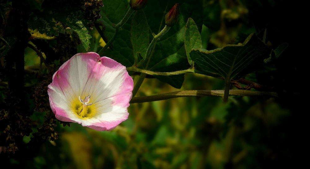 The Living Forest (245) : Field Bindweed