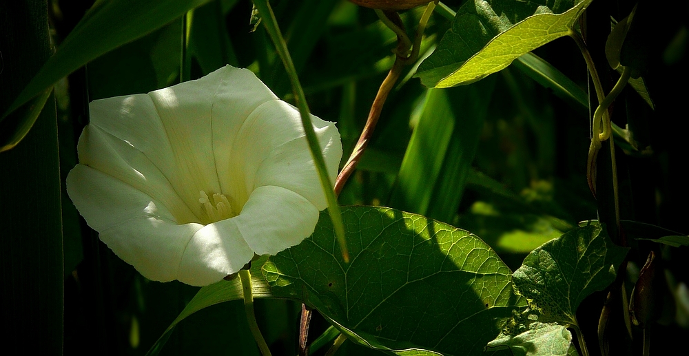 The Living Forest (246) : Hedge Bindweed