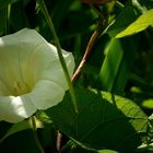 The Living Forest (246) : Hedge Bindweed