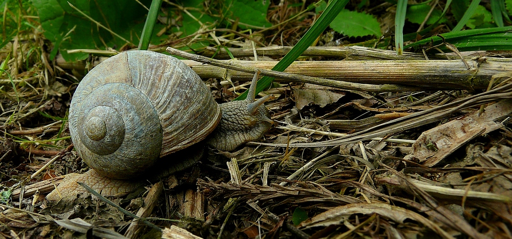 The Living Forest (247) : Roman Snail