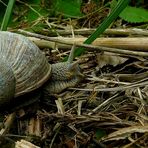 The Living Forest (247) : Roman Snail