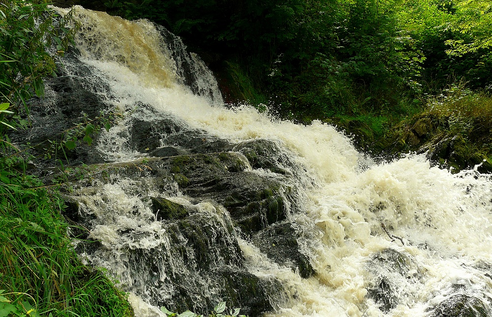 The Living Forest (249) : Waterfall